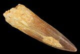 Real Spinosaurus Tooth - Nice Tip #134466-1
